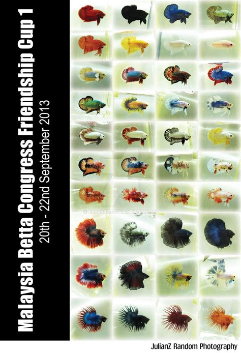 betta cross breeding chart|betta genetics chart.